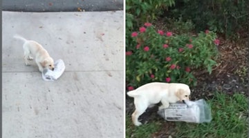 Brave Puppy Faces Insurmountable Odds To Bring Her Family The Sunday Paper