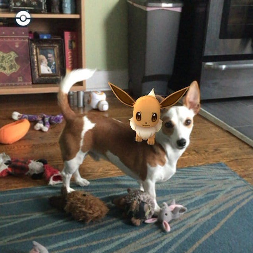 Dogs Totally Obsessed With Pokemon Go