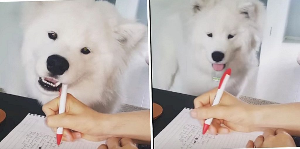 Fluffball Samoyed Steals His Owner’s Pen Because It’s Playtime, Not Worktime