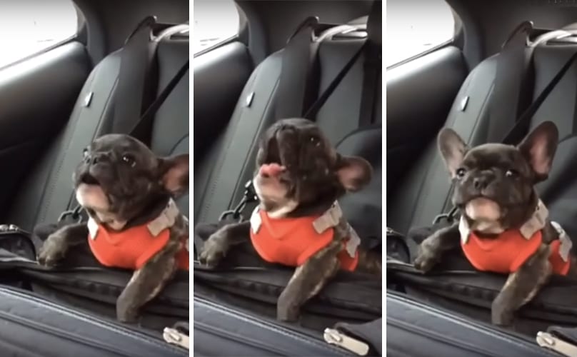 Frenchie Puppy’s Epic Tantrum Is Too Cute To Be Effective