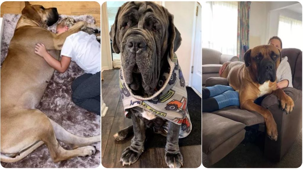 Just 19 Pictures of Big Dogs That Will Make You Say Holy Smokes