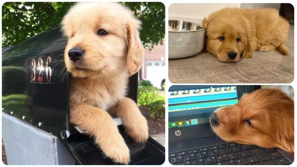 12 Golden Retriever Puppies Who Are Too Pure For This World