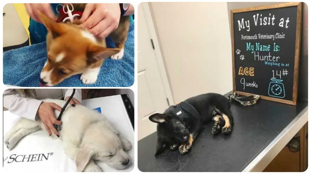 13 Puppies Who Were Very Good At Their First Vet Visit