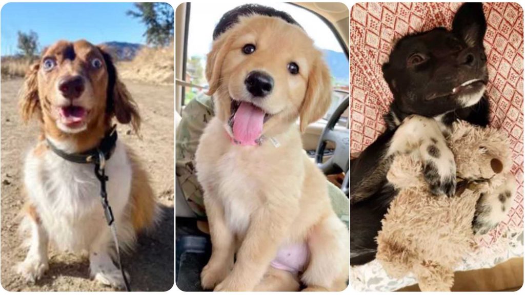 9 Dogs With Completely Adorkable Smiles