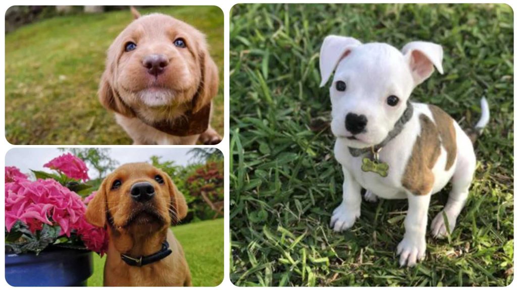 11 Puppies That Are Too Cute To Be Real