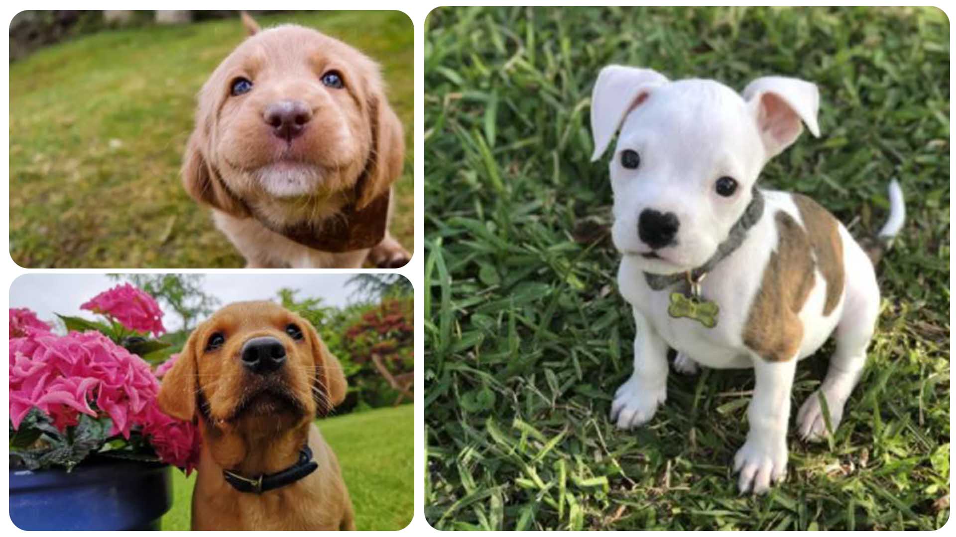 11 Puppies That Are Too Cute To Be Real
