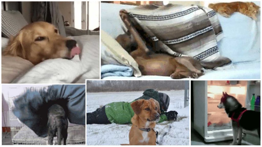 9 Dogs Who Are Absolutely Thriving In Winter