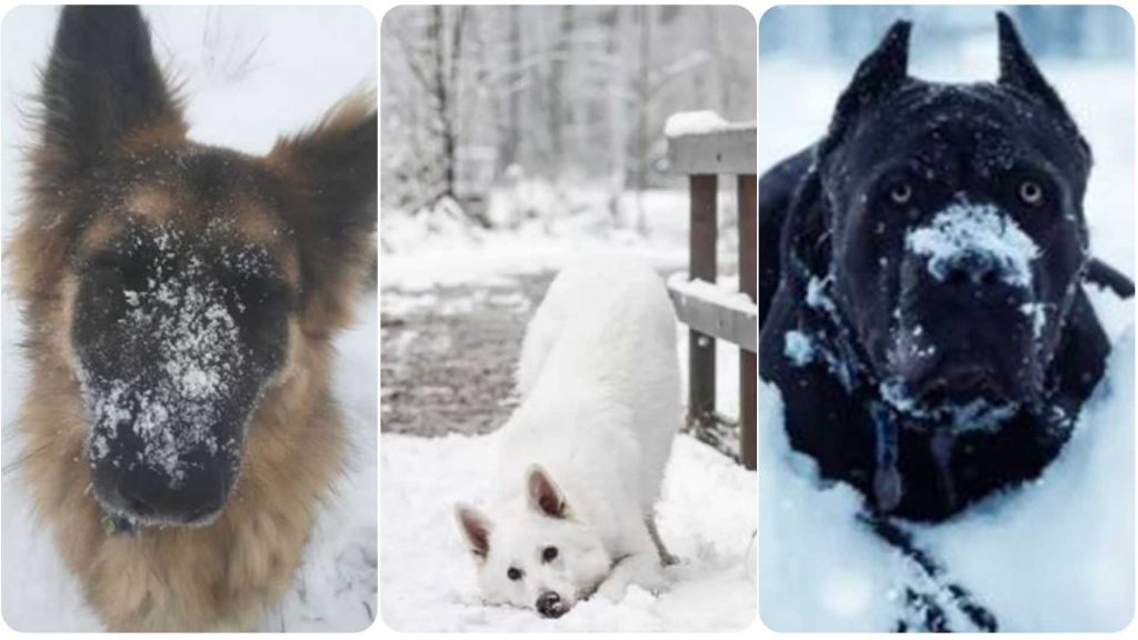 Just 10 Dogs Enjoying Playtime In The Snow