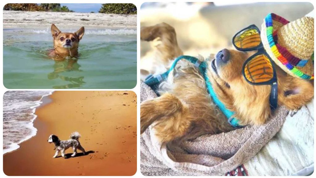 10 Dogs Living Their Best Lives on Vacation