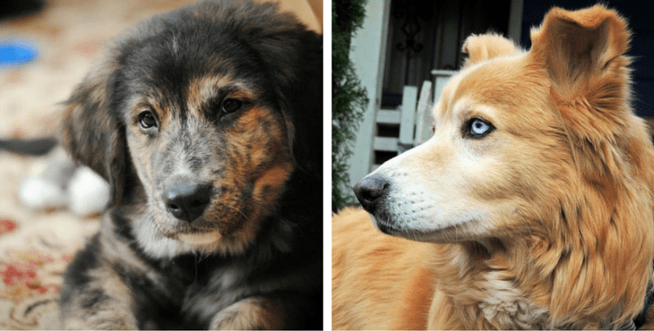 10 Gorgeous Golden Retriever Mixes You Just Have To See