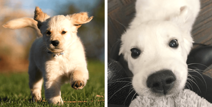 10 Pictures Of The Cutest Golden Retriever Puppies That Will Make Your Heart Melt