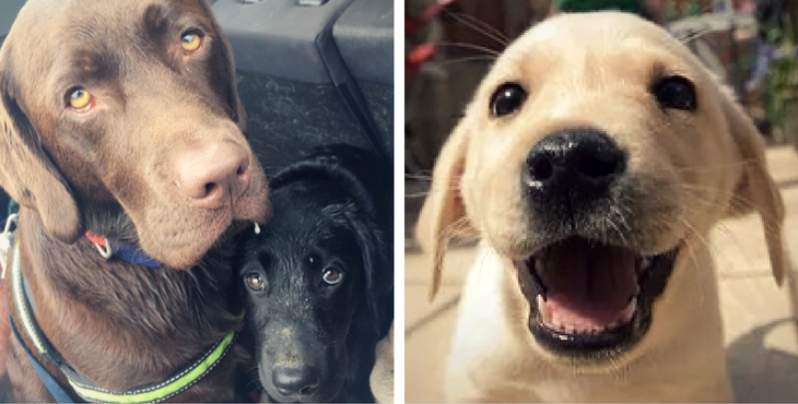 11 Amazing Facts About Labradors You Probably Never Knew