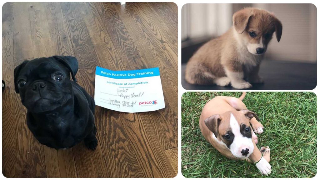 11 Puppies That Are Just Unbelievably Adorable