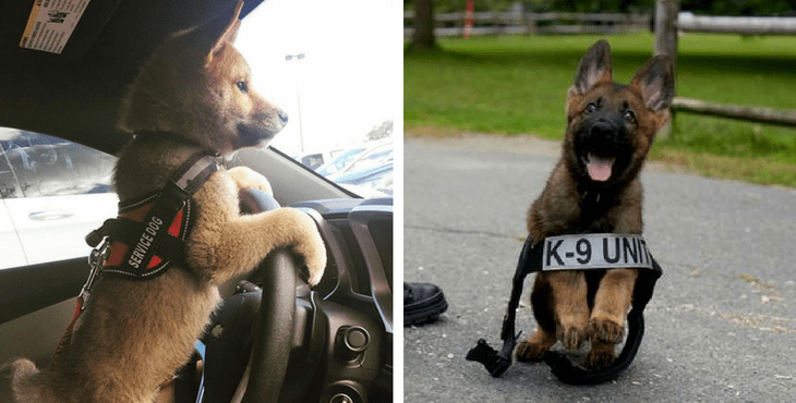 12 Adorable Puppies Who Are Super Excited For Their First Day Of Work