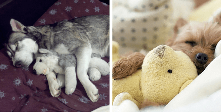 12 Dogs Who Can’t Get To Sleep Without Their Favourite Cuddly Toys
