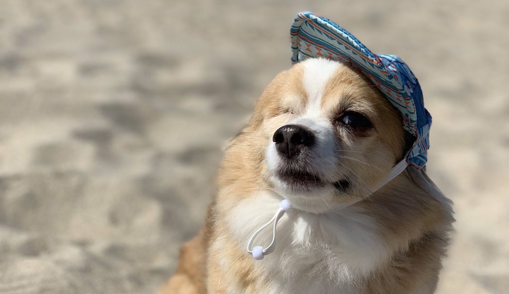 12 Of The Most Exceptional dogs on the Internet