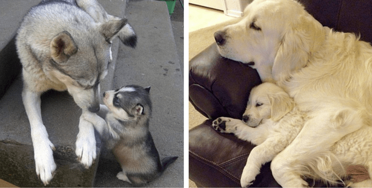 12 Puppies Who Are Totally Devoted To Their Pawfect Parents