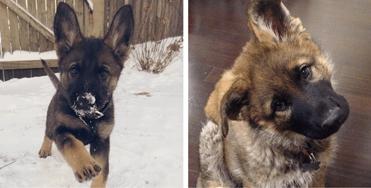 13 Times German Shepherd Puppies Proved They’re The Best
