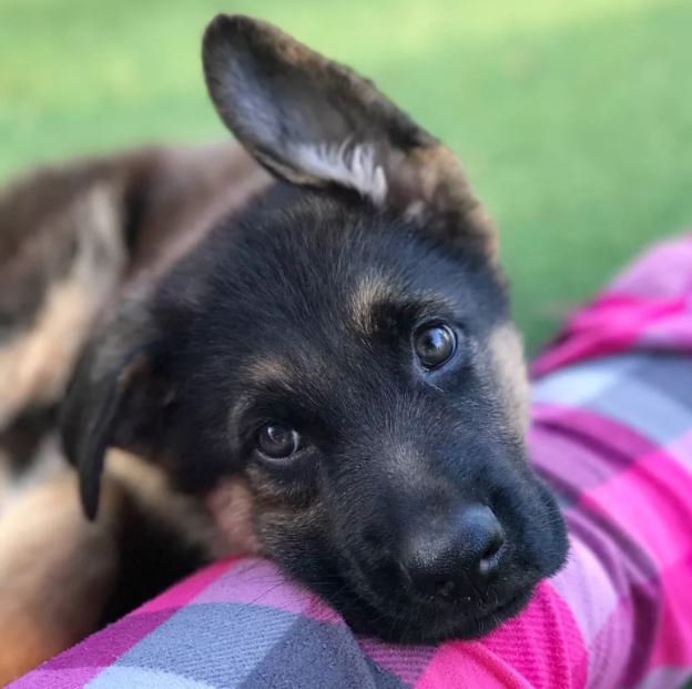 14 Cute German Shepherd Dogs & Puppies