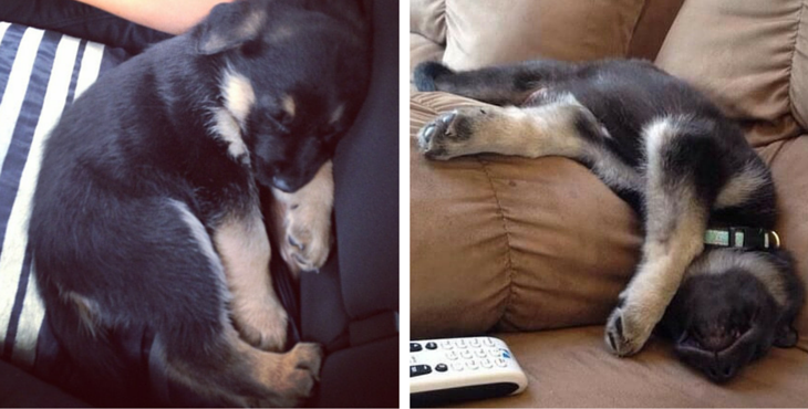 15 Of The Most Insanely Awkward German Shepherd Sleeping Positions