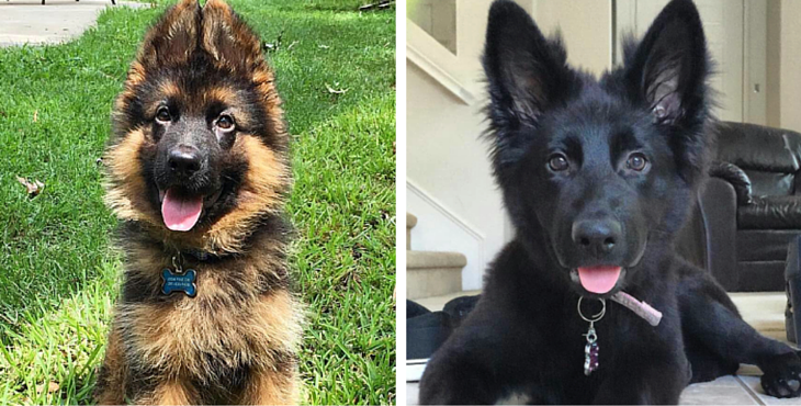 20 Of The Most Adorable German Shepherd Pups You’ll Ever See