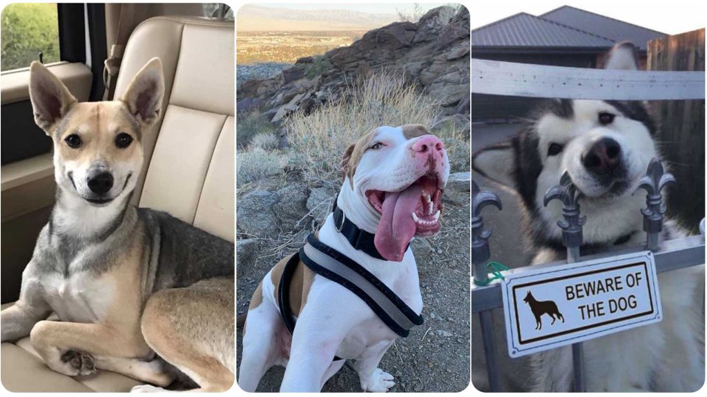 5 Adorable dogs You Need To See Right Now