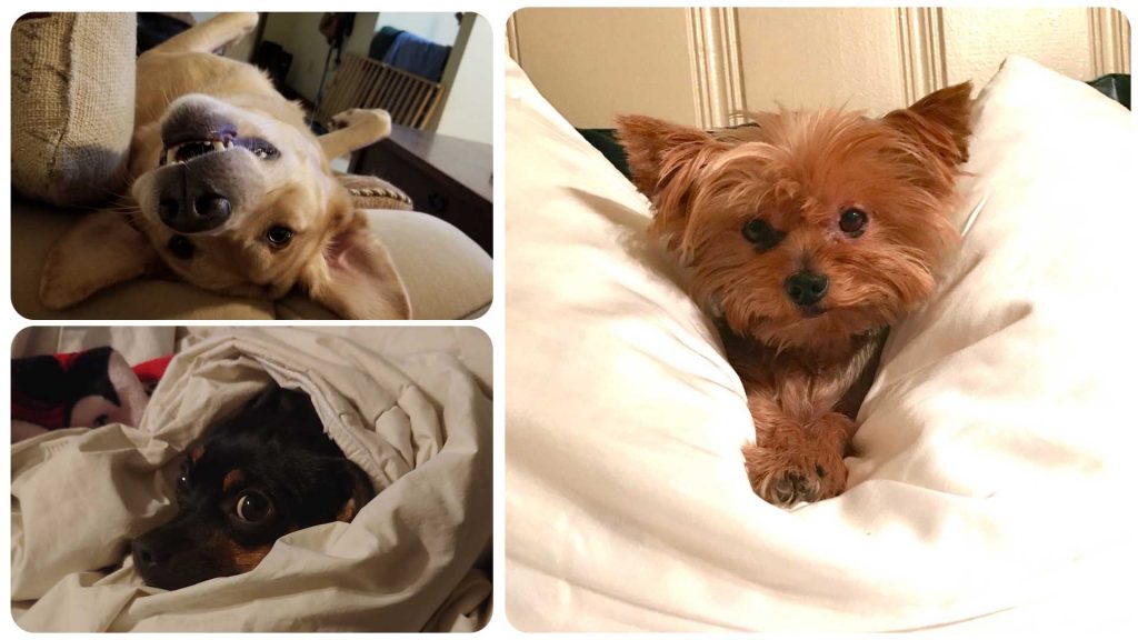 6 Dogs We're Thankful For