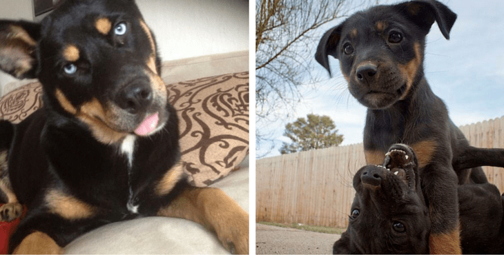 8 Crazily Cute Rottweiler Mixes You Have To Check Out Now