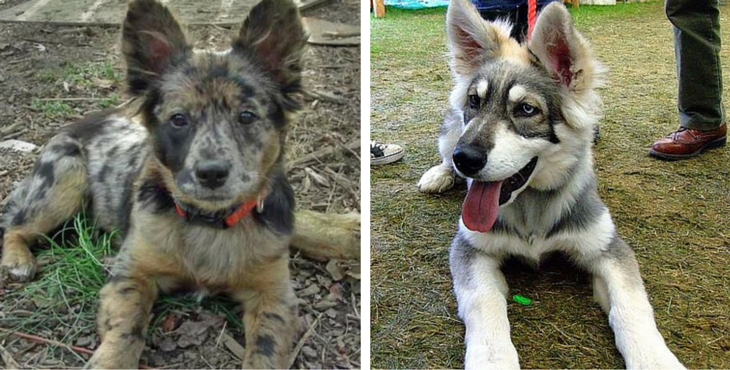 9 Dangerously Fluffy German Shepherd Mixes