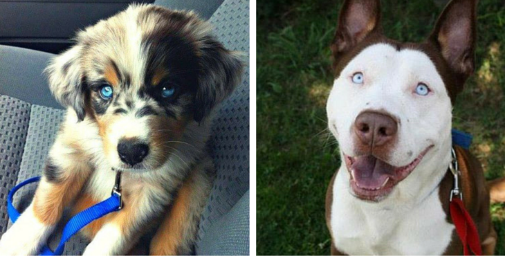 Duskies, Chuskies, Pomskies: Here are 12 Crazy Husky Mixes