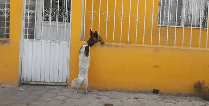 German Shepherd Helps His Tiny Friend Over The Fence To Visit Him Every Day