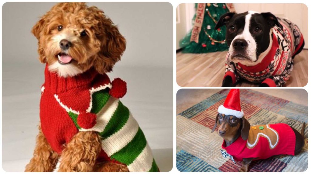 Just 12 Adorable Dogs Wearing Christmas Sweaters