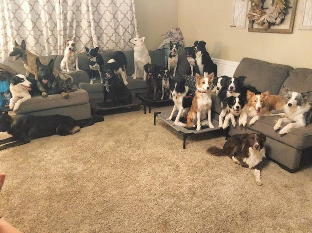 Pet Owners Are Sharing Pictures Of Their Dog Families And We're Melting