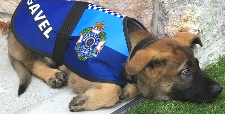 Police Puppy Fired For The Most Adorable Reason Lands An Even Better Job