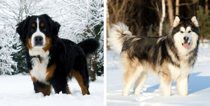 The 9 Top Dog Breeds Who Don’t Mind The Cold