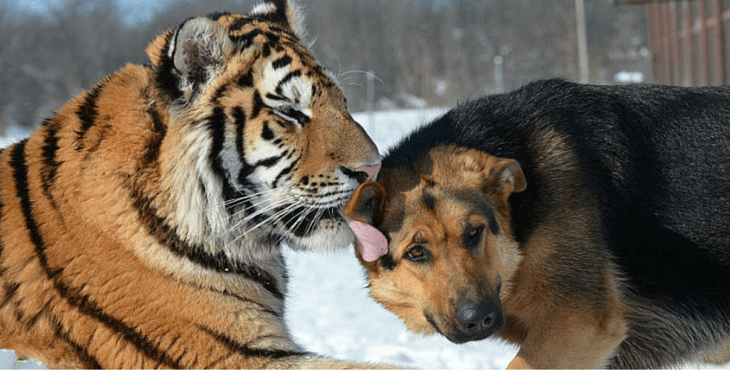 The Incredible Bond Between A Family Of Tigers And German Shepherds