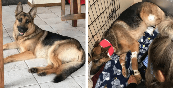 This German Shepherd Was Shot Three Times Trying To Protect His Owner From Burglars