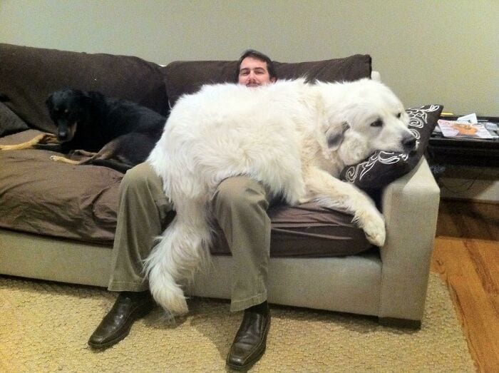 Funny,Pictures,Big,Dogs,Soul,Puppy