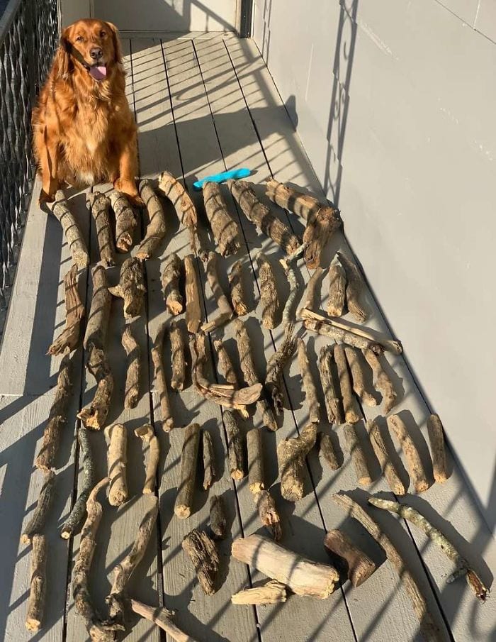 Golden Retriever,Proud,Stick,Collection,dog