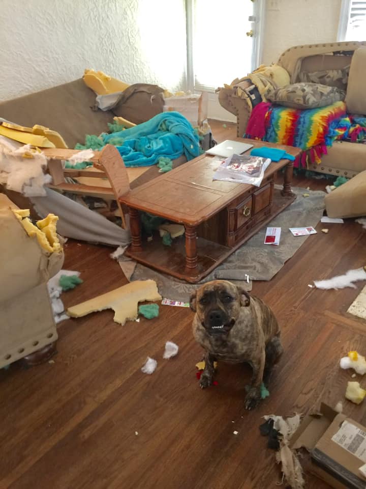 Hilarious,Pictures,Guilty,Dogs,guiltydogchallenge