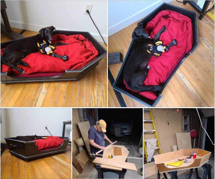 Pictures,Cool,Dog,Challenge