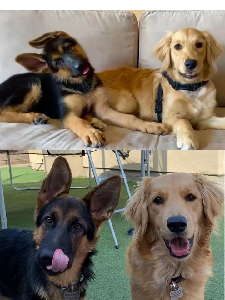 Adorable,Pictures,Dogs,Growing