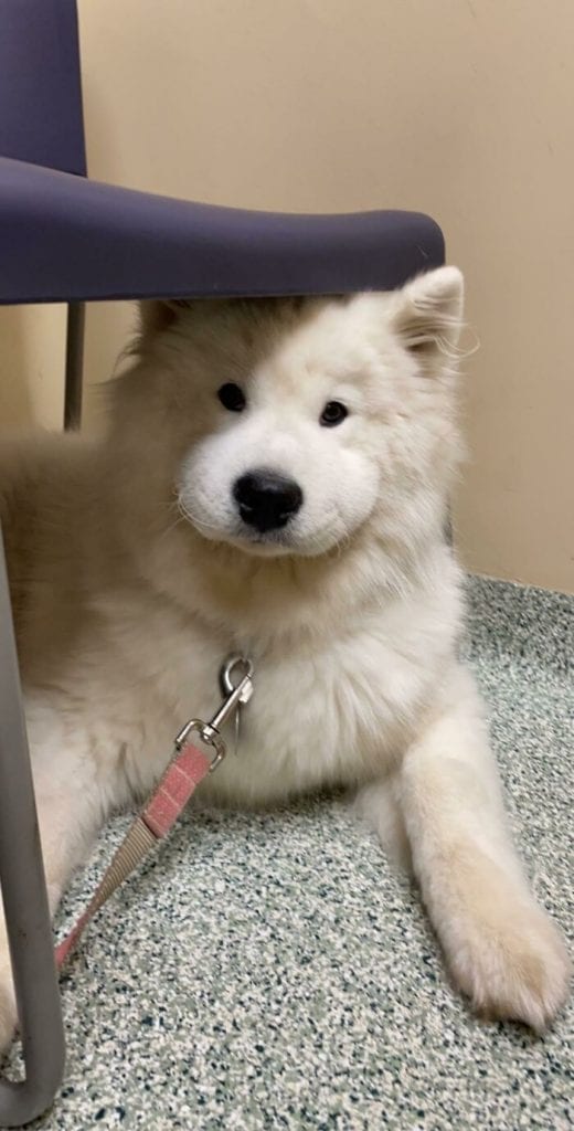 Adorable,Dogs,Learned,Hard,Way,Never,Mess,Bees,Dog,Adorable Dogs,Hard Way,Never Mess