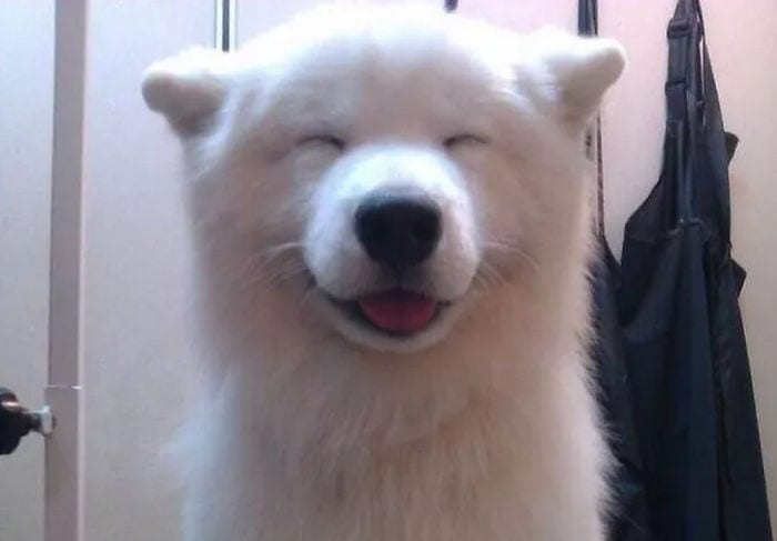 Funny,Pictures,Dogs,Happiest,Smile,Dog