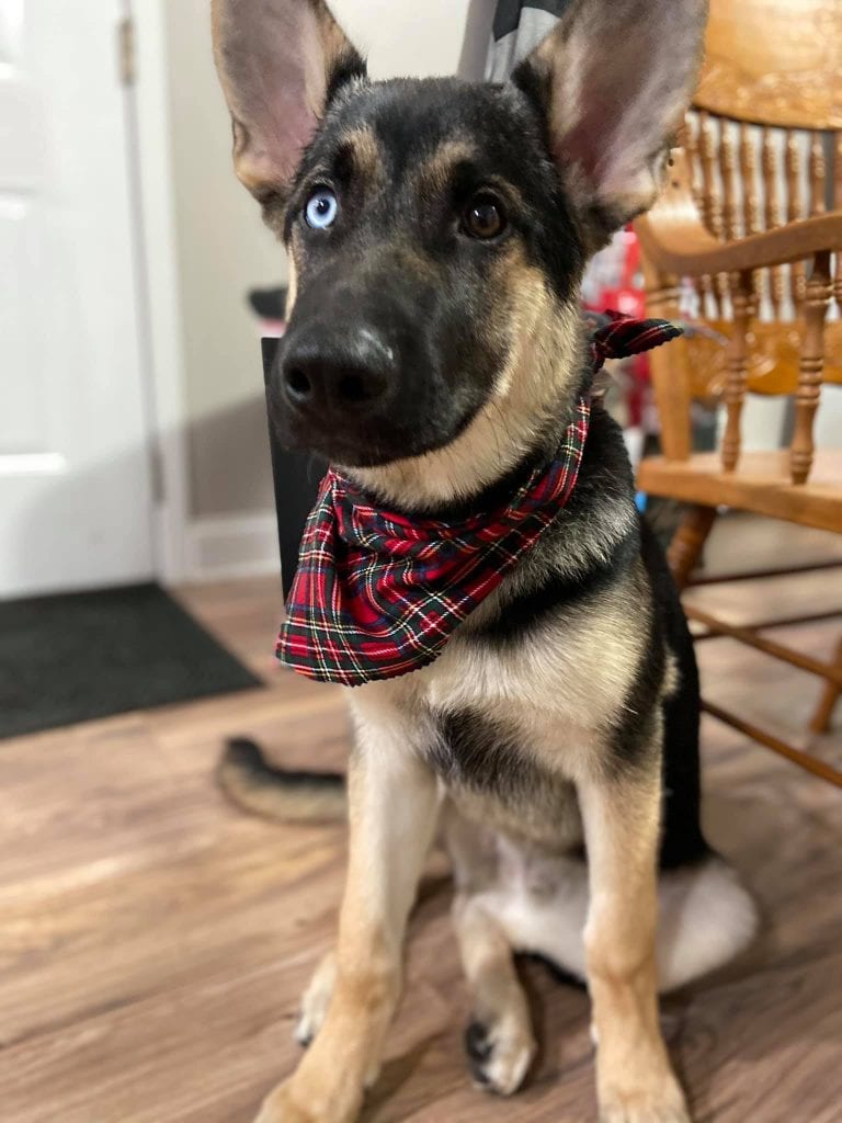 Amazing,Pictures,Dogs,Different Eyes