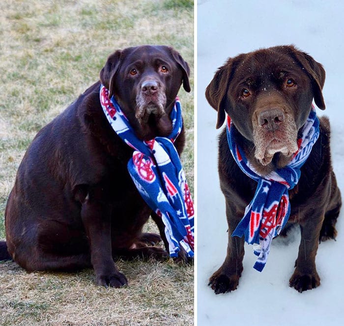 Amazing,Dog,Pictures,Before,After,Weight,Loss