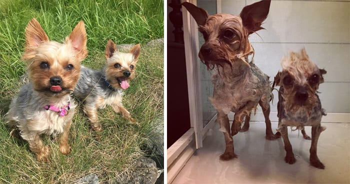 Funny,Dog,Pictures,Before,After,Bath