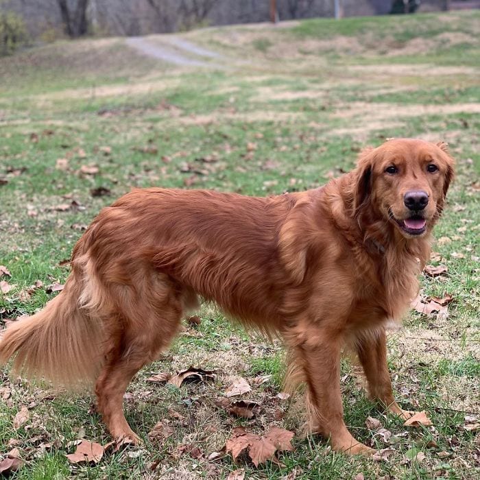 Golden Retriever,Proud,Stick,Collection,dog