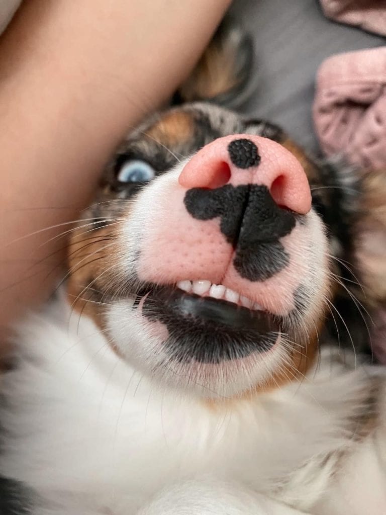Funny,Pictures,Dogs,Showing,Their,Teeth