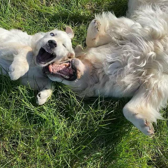 Golden Retriever,Puppy,Becomes,Sight,Buddy,Guide,Blind,Golden,Retriever